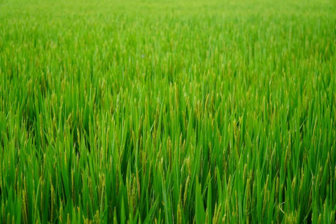 高標(biāo)準(zhǔn)農(nóng)田